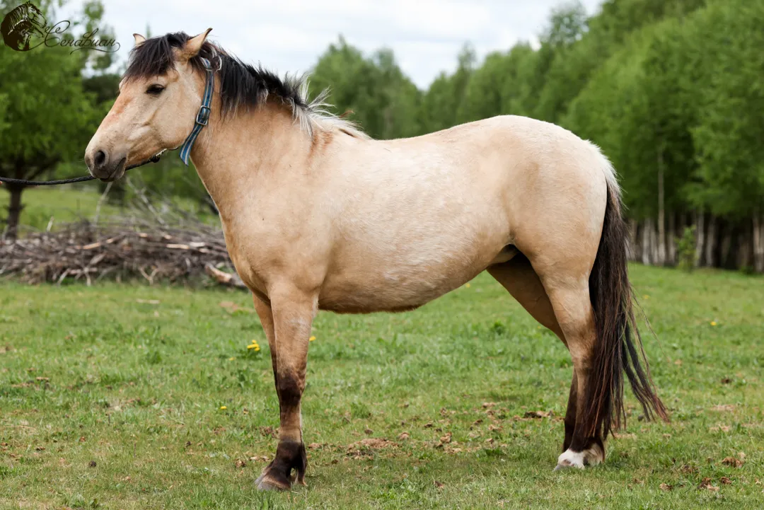 Лошади для прогулок